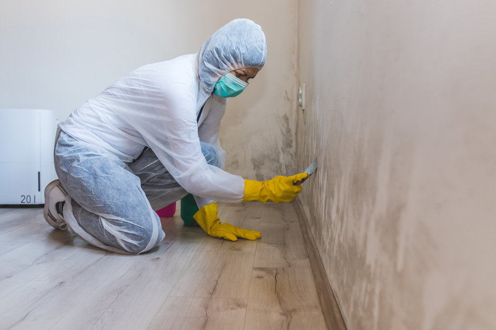 Mold Prevention & Removal